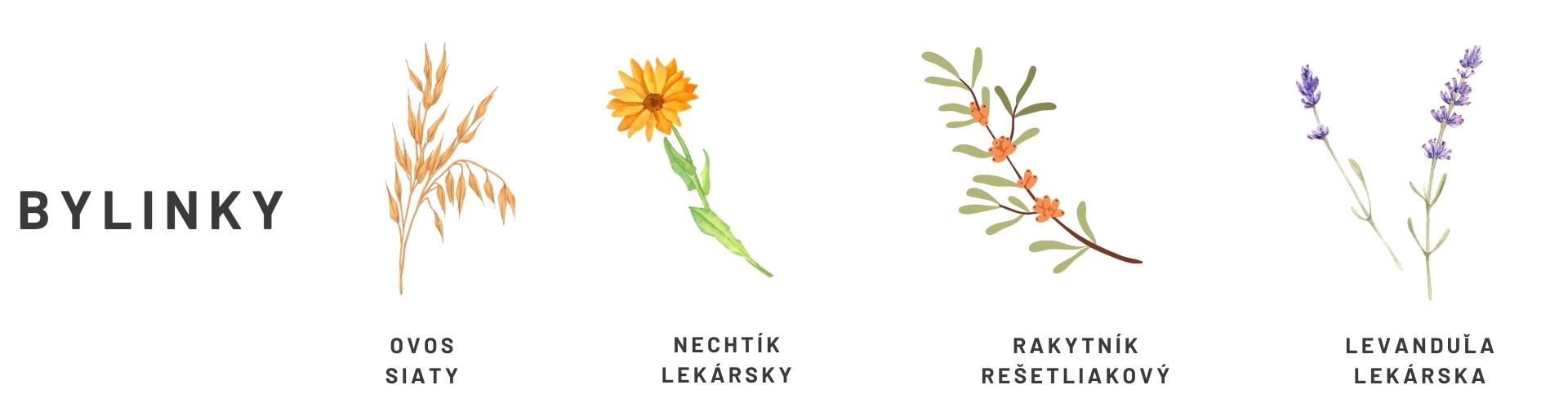 krém na ruky - úvodný popis byliniek